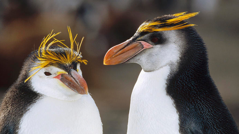 Οι πιγκουίνοι διατηρούν σχέσεις από μακριά και… αγαπημένοι